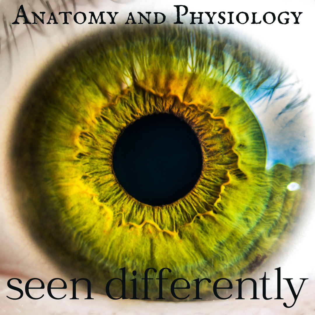 anatomy and physiology refresher 26